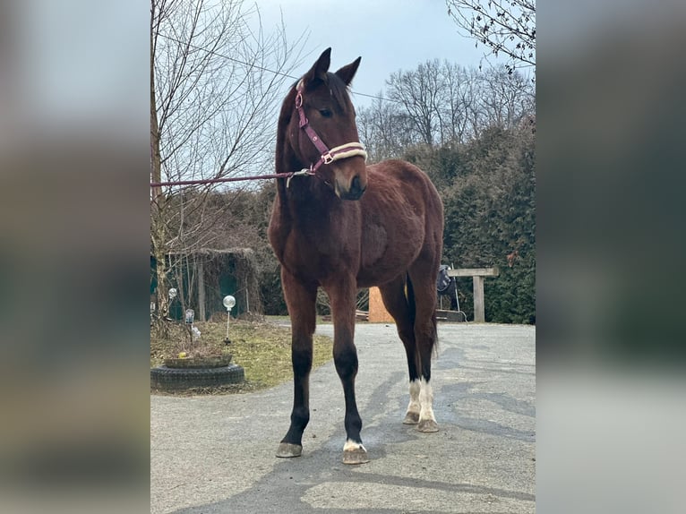 Austrian Warmblood Stallion 2 years Brown in Ilz