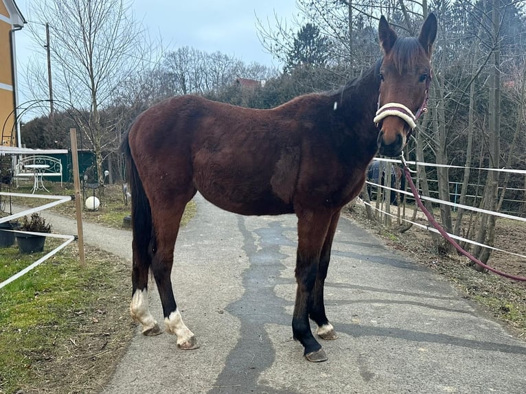 Austrian Warmblood Stallion 2 years Brown in Ilz