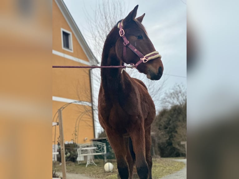 Austrian Warmblood Stallion 2 years Brown in Ilz