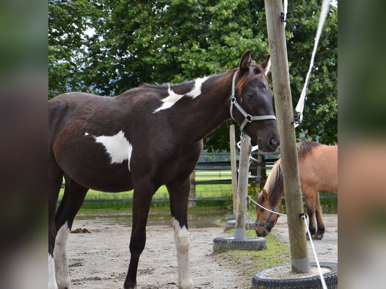 Austrian Warmblood Stallion 2 years Pinto in Reutte