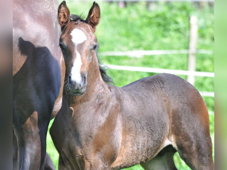 Austrian Warmblood Stallion 2 years Smoky-Black in Golling