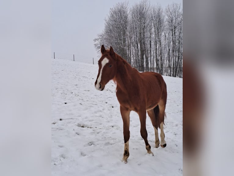 Austrian Warmblood Stallion 3 years 15.2 hh Chestnut-Red in Ried im Traunkreis