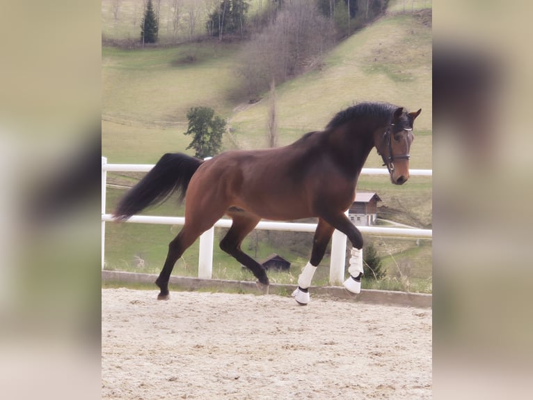 Austrian Warmblood Stallion 3 years 16,1 hh Brown in Schladming