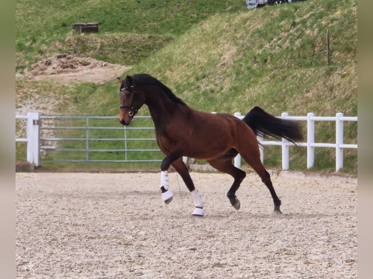 Austrian Warmblood Stallion 3 years 16,1 hh Brown in Schladming