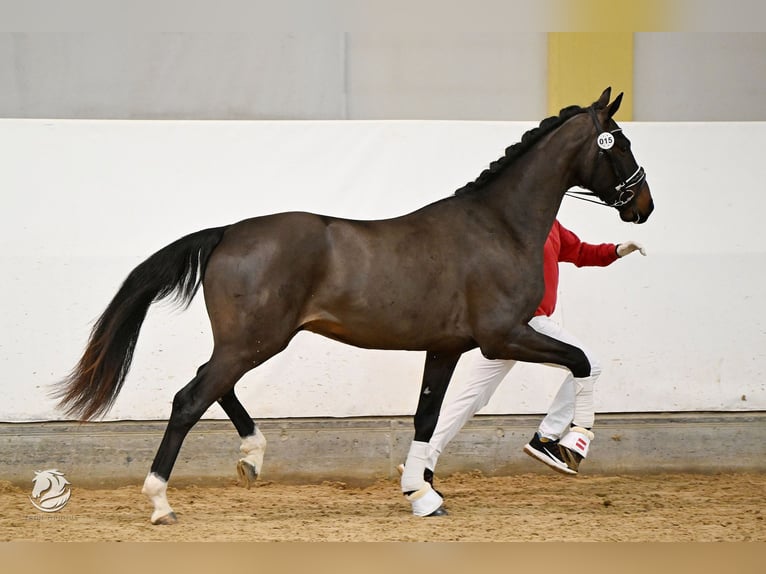 Austrian Warmblood Stallion 3 years 16,2 hh in St. Marein bei Graz