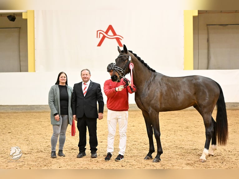 Austrian Warmblood Stallion 3 years 16,2 hh in St. Marein bei Graz