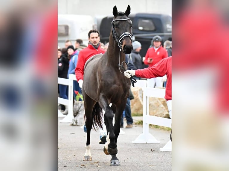 Austrian Warmblood Stallion 3 years 16,2 hh in St. Marein bei Graz