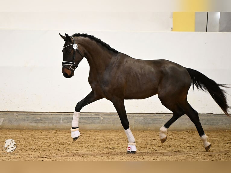 Austrian Warmblood Stallion 3 years 16,2 hh in St. Marein bei Graz