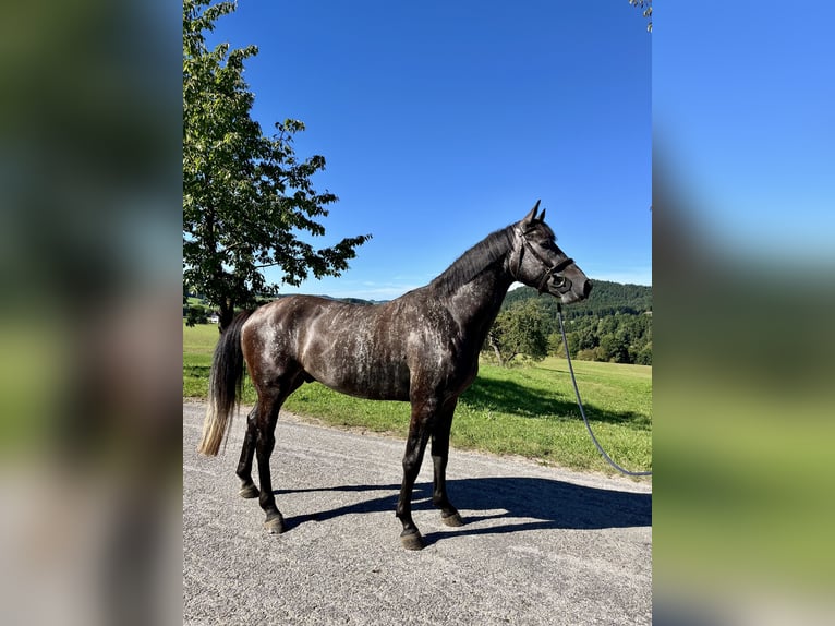 Austrian Warmblood Stallion 3 years 16 hh Grey-Dark-Tan in Lasberg