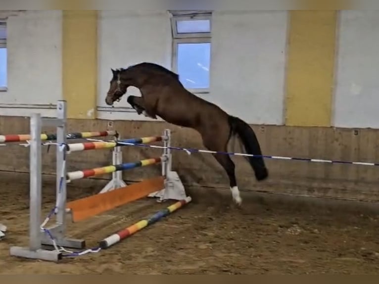Austrian Warmblood Stallion 3 years 16,1 hh Brown in Hopfgarten