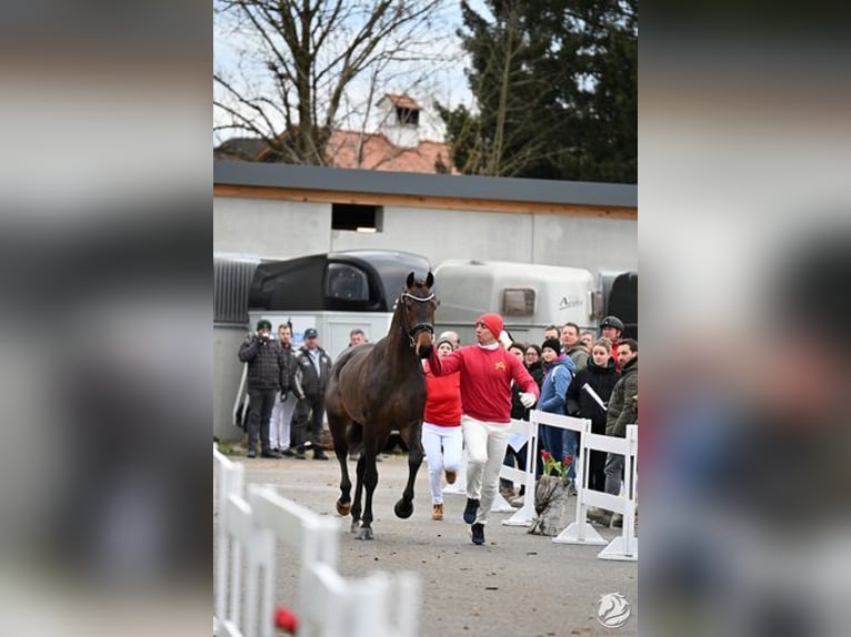 Austrian Warmblood Stallion 3 years 17,1 hh Bay-Dark in Großlobming