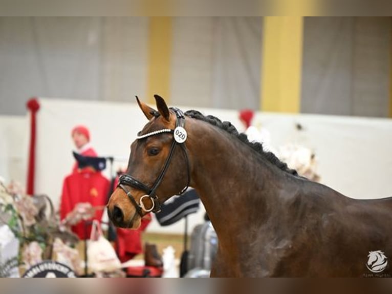 Austrian Warmblood Stallion 3 years 17,1 hh Bay-Dark in Großlobming