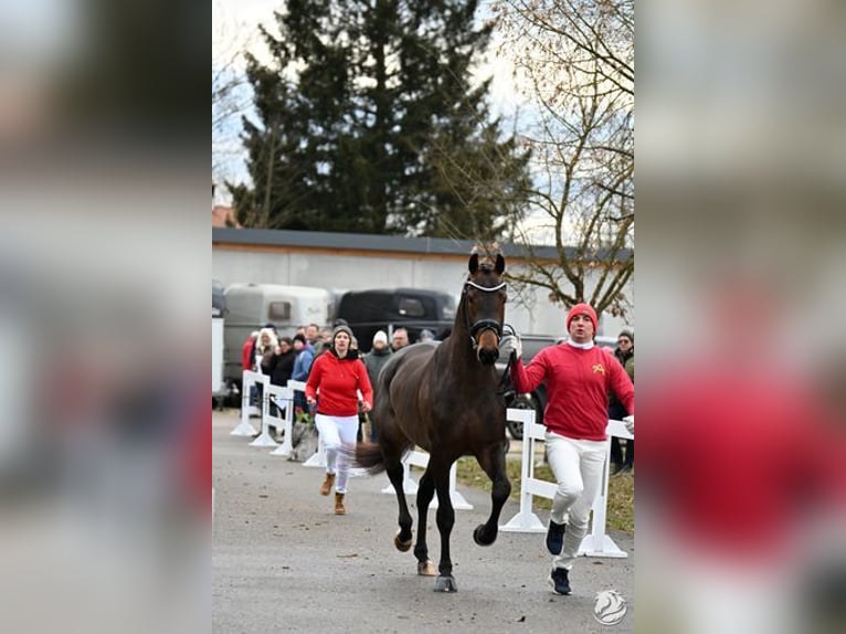 Austrian Warmblood Stallion 3 years 17,1 hh Bay-Dark in Großlobming