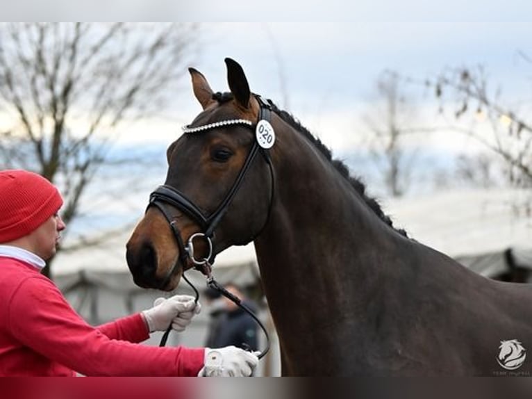 Austrian Warmblood Stallion 3 years 17,1 hh Bay-Dark in Großlobming