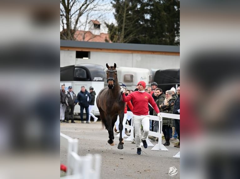 Austrian Warmblood Stallion 3 years 17,1 hh Bay-Dark in Großlobming