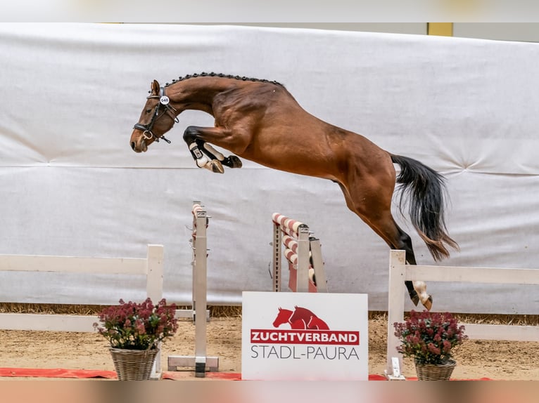 Austrian Warmblood Stallion 3 years Brown in Eberschwang