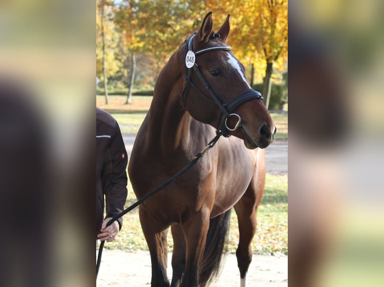 Austrian Warmblood Stallion 3 years Brown in Eberschwang