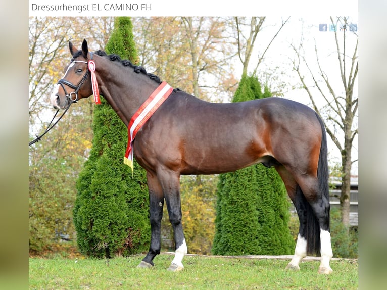 Austrian Warmblood Stallion 4 years 17 hh Bay-Dark in Stadl-Paura