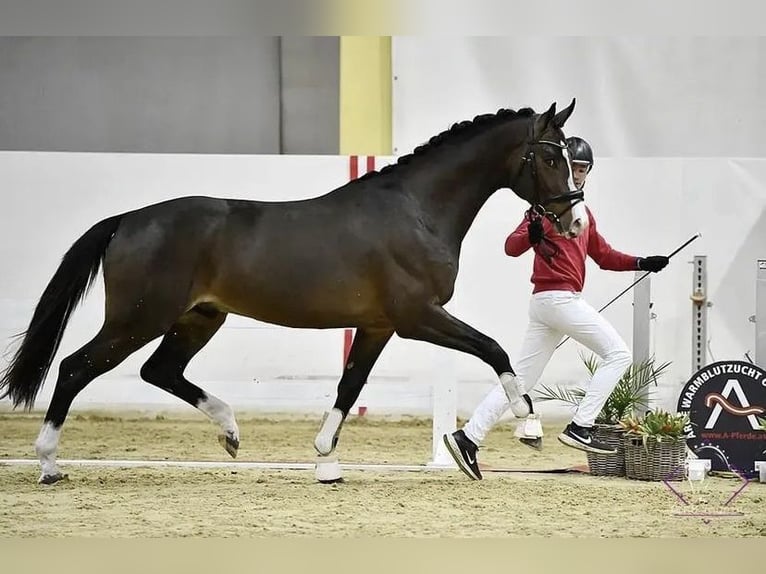 Austrian Warmblood Stallion 4 years 17 hh Bay-Dark in Stadl-Paura