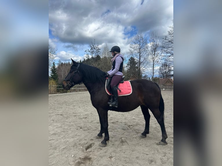 Austrian Warmblood Stallion 5 years 16 hh Bay-Dark in Maria Lankowitz