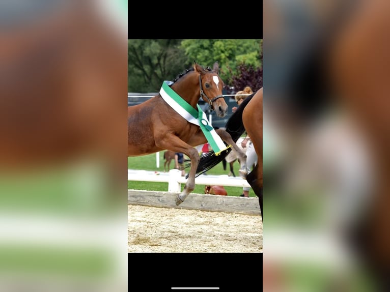 Austrian Warmblood Stallion 6 years 16,1 hh Brown in St. Stefan im Rosental