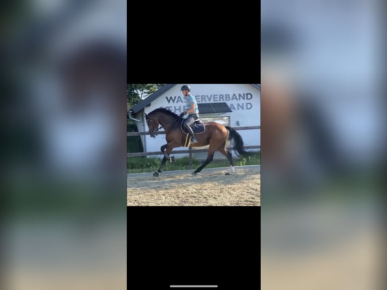 Austrian Warmblood Stallion 6 years 16,1 hh Brown in St. Stefan im Rosental