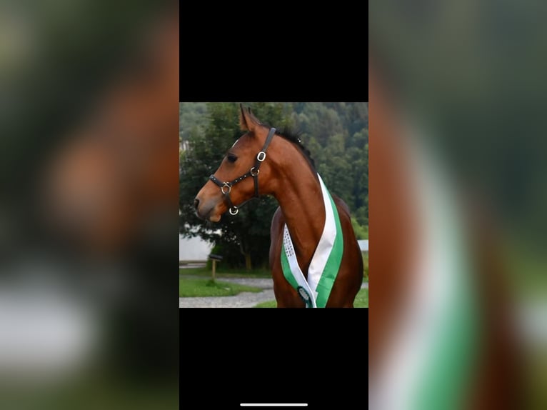 Austrian Warmblood Stallion 6 years 16,1 hh Brown in St. Stefan im Rosental