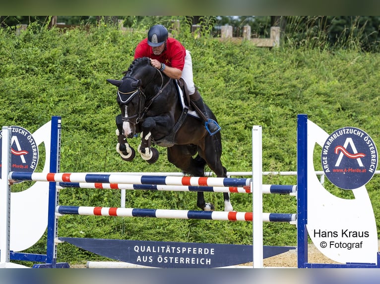 Austrian Warmblood Stallion 8 years 16,3 hh Smoky-Black in Stadl-Paura