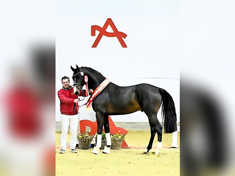 Austrian Warmblood Stallion 8 years 16,3 hh Smoky-Black in Stadl-Paura