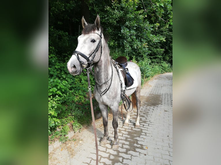Austrian Warmblood Stallion 8 years 17 hh Gray in Grafendorf