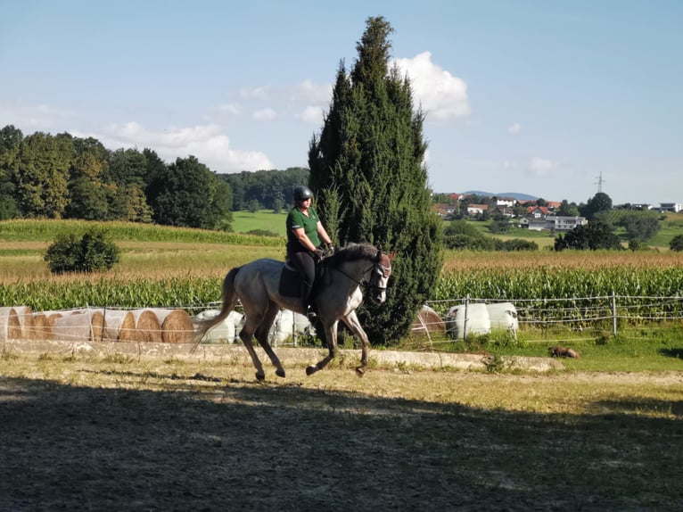 Austrian Warmblood Stallion 8 years 17 hh Gray in Grafendorf