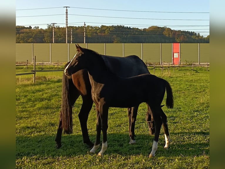 Austrian Warmblood Stallion Foal (05/2026) 16.1 hh Black in St. Georgen