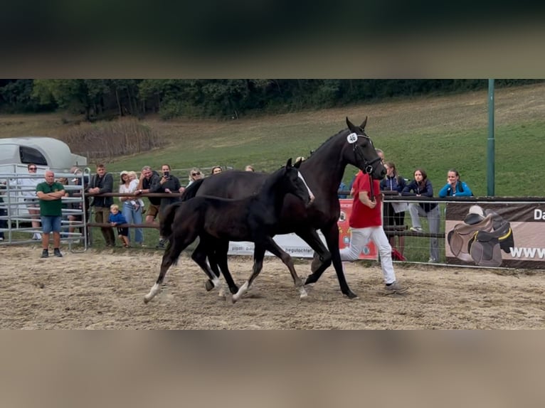 Austrian Warmblood Stallion Foal (05/2026) 16.1 hh Black in St. Georgen