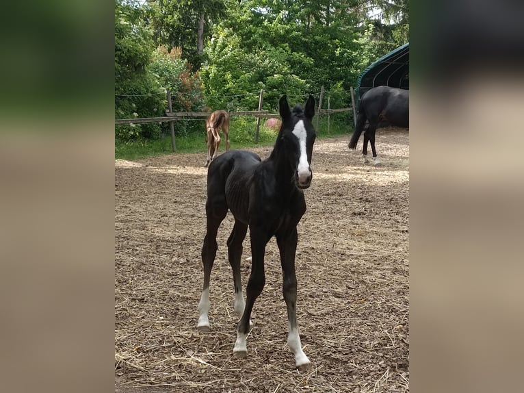Austrian Warmblood Stallion Foal (05/2026) 16.1 hh Black in St. Georgen