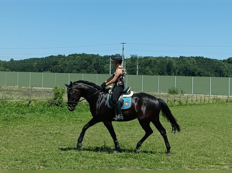 Austrian Warmblood Stallion Foal (05/2026) 16.1 hh Black in St. Georgen