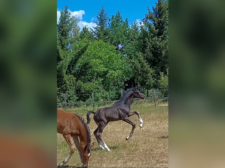Austrian Warmblood Stallion Foal (05/2026) 16.1 hh Black in St. Georgen