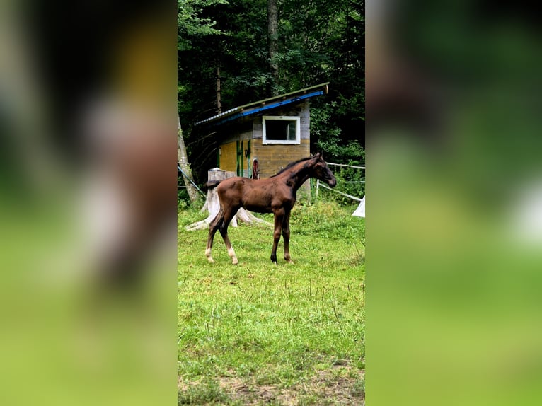 Austrian Warmblood Stallion Foal (05/2026) 16.1 hh Black in Rettenegg