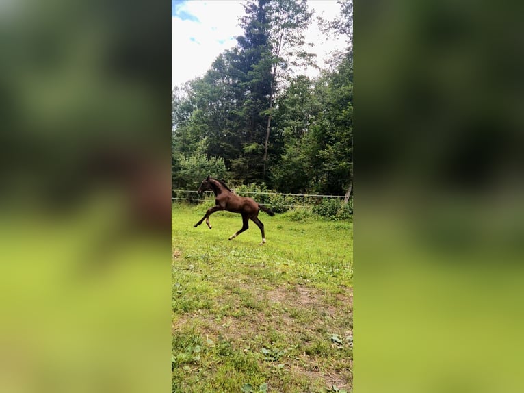 Austrian Warmblood Stallion Foal (05/2026) 16.1 hh Black in Rettenegg