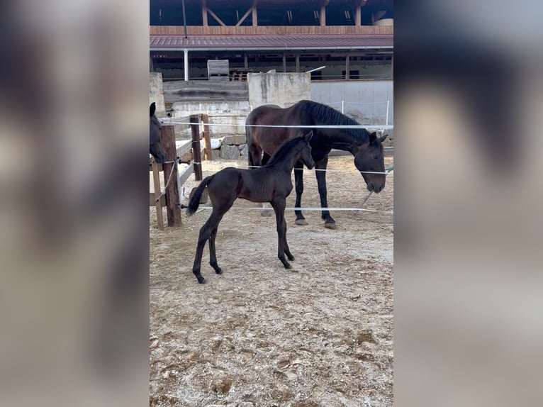 Austrian Warmblood Stallion Foal (05/2026) 16.1 hh Black in Rettenegg