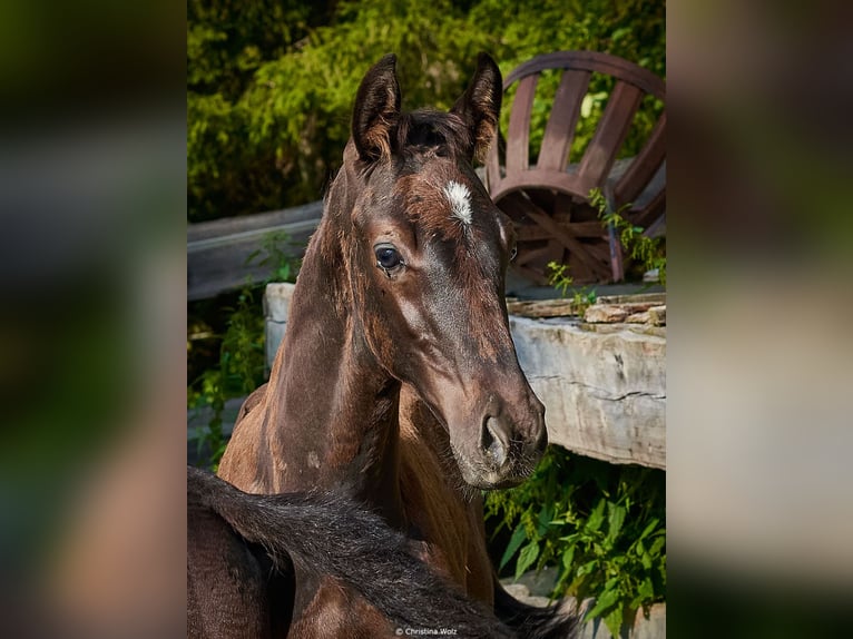 Austrian Warmblood Stallion Foal (05/2026) 16.1 hh Black in Rettenegg