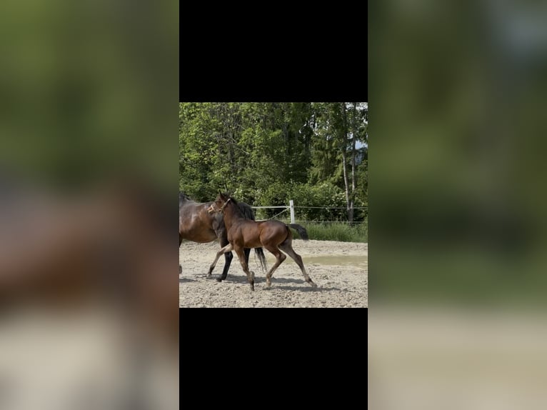 Austrian Warmblood Stallion Foal (01/2026) 16.2 hh Brown in Straßburg