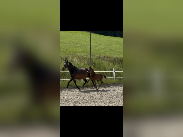 Austrian Warmblood Stallion Foal (01/2026) 16.2 hh Brown in Straßburg