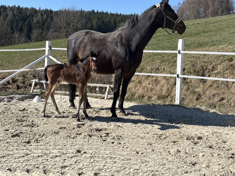 Austrian Warmblood Stallion Foal (01/2026) 16.2 hh Brown in Straßburg
