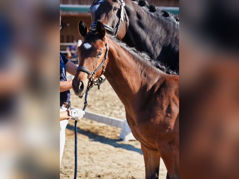Austrian Warmblood Stallion Foal (01/2026) 16.2 hh Brown in Straßburg