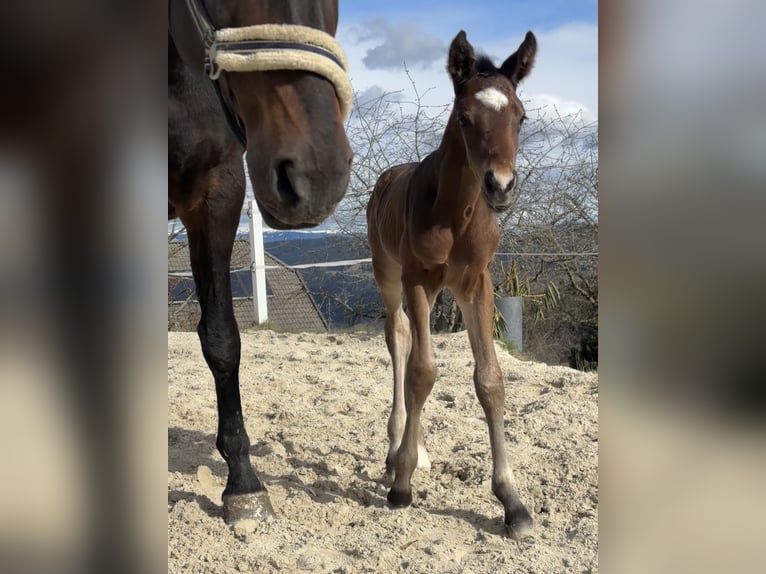 Austrian Warmblood Stallion Foal (01/2026) 16.2 hh Brown in Straßburg
