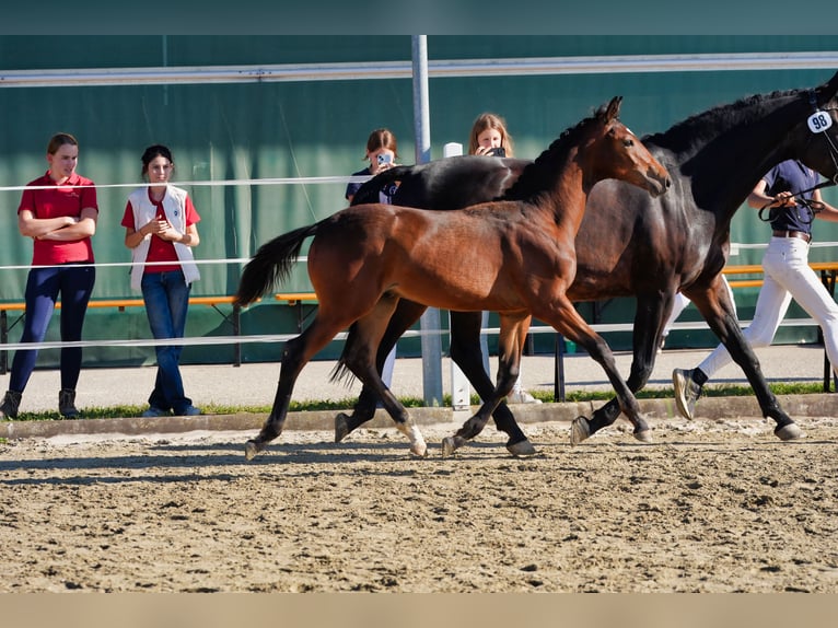 Austrian Warmblood Stallion Foal (01/2026) 16.2 hh Brown in Straßburg