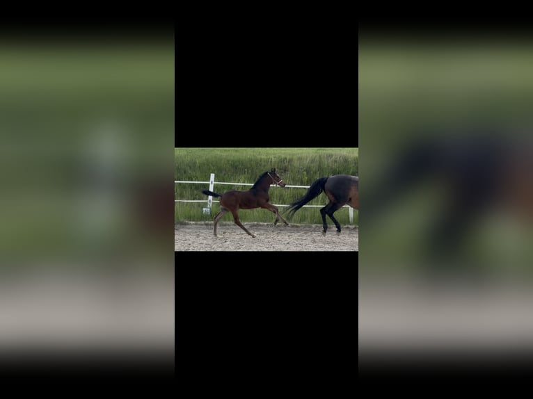 Austrian Warmblood Stallion Foal (01/2026) 16.2 hh Brown in Straßburg