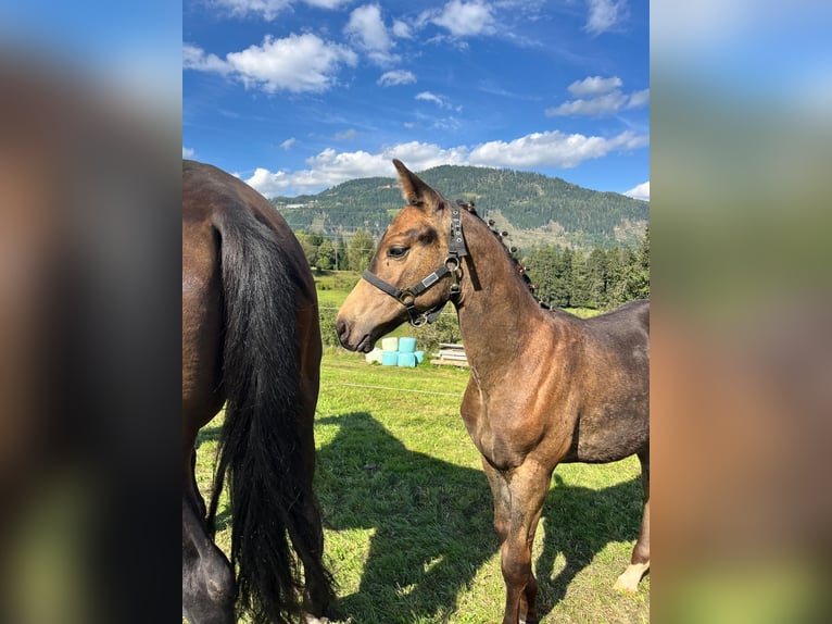 Austrian Warmblood Stallion Foal (06/2024) 16,2 hh Buckskin in Murau