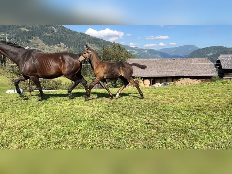 Austrian Warmblood Stallion Foal (06/2024) 16,2 hh Buckskin in Murau