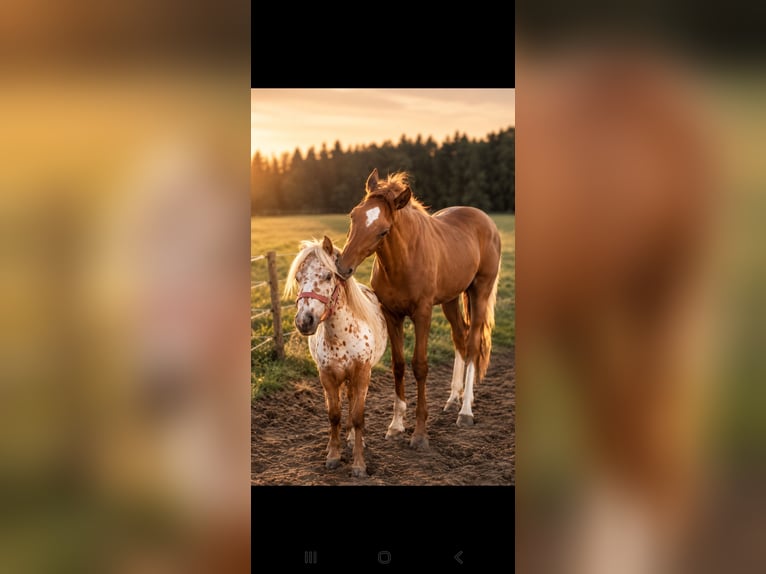Austrian Warmblood Stallion Foal (04/2026) 16.2 hh Chestnut in Köstendorf